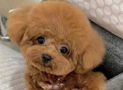 泰迪狗怀孕了可以打掉吗？