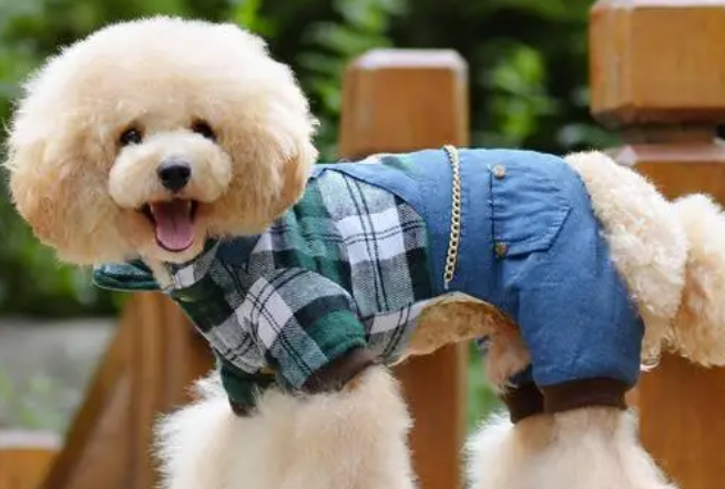 帅兽来宠物衣服咋样