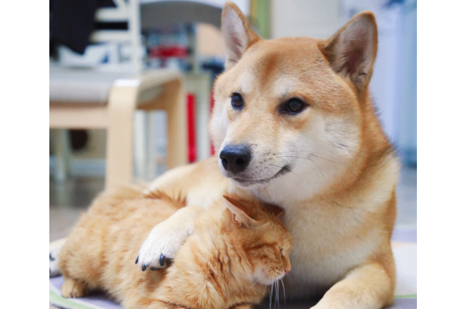 柴犬尾巴下垂,柴犬尾巴下垂的原因? 柴犬尾巴下垂,柴犬尾巴下垂的原因?