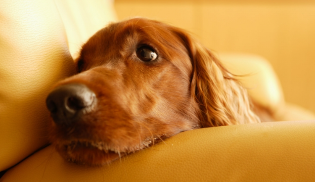 犬猫为什么会肾衰竭?是否能治疗好 犬猫为什么会肾衰竭?是否能治疗好