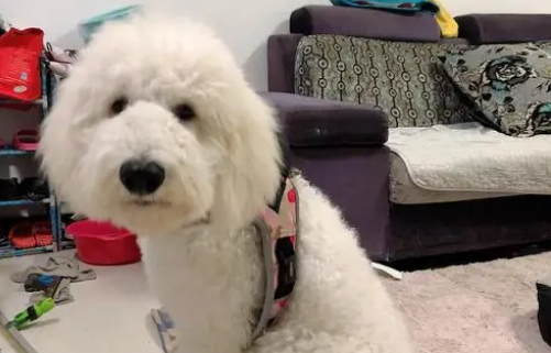 巨贵犬战斗力怎么样 巨贵犬战斗力怎么样