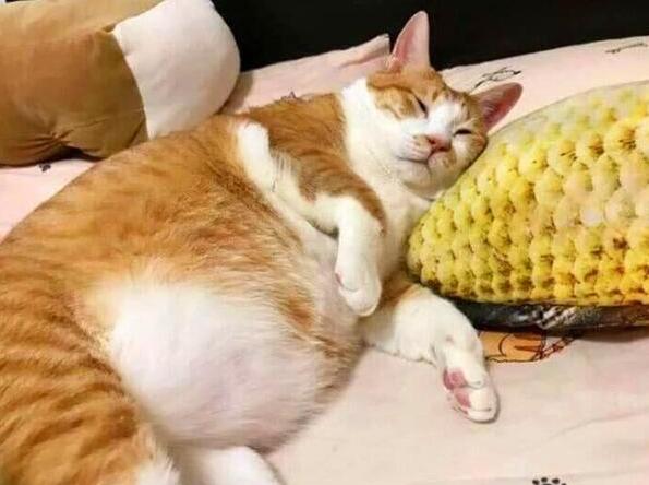 猫猫肥胖的原因以及如何减肥 猫猫肥胖的原因以及如何减肥