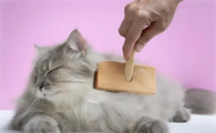 小猫脱毛是什么原因引起的
