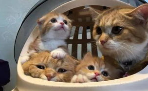 猫咪不吃猫粮只吃肉怎么办？