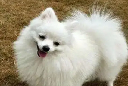 博美狗狗多少钱一只
