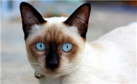暹罗猫换猫砂不排便？暹罗猫不排便是什么原因