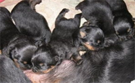 母犬产后能不能立刻洗澡?来get下吧