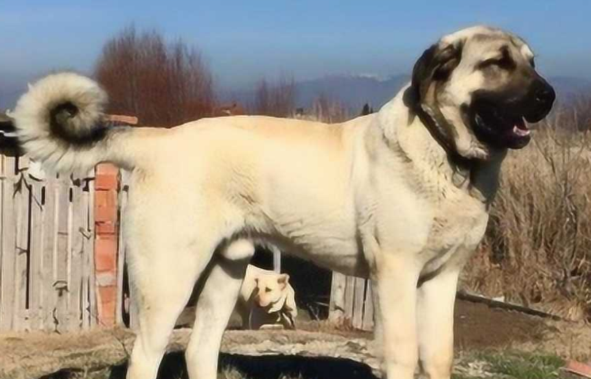 四只野狼围捕坎高犬