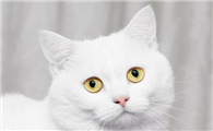 猫耳朵里面有耳螨怎么办?