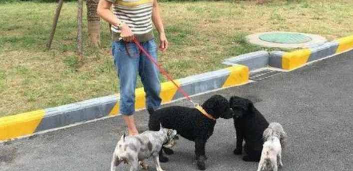 狗叫扰民怎么办？邻居狗叫扰民怎么办？