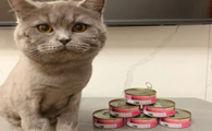 猫咪为什么要买罐头
