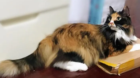 为什么玳瑁猫珍贵呢 为什么玳瑁猫珍贵呢
