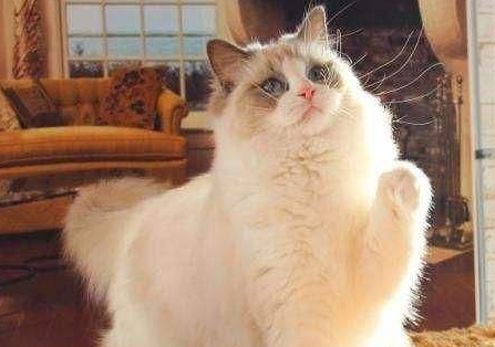 布偶猫掉毛怎么办？布偶猫掉毛的三大原因