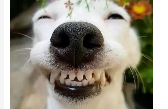 狗狗多大开始换牙?狗狗换牙期间注意事项 狗狗多大开始换牙?狗狗换牙期间注意事项