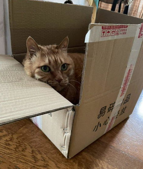 猫眼睛流泪有分泌物怎么办？