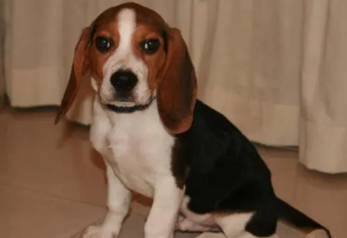 比格犬什么时候成年啊