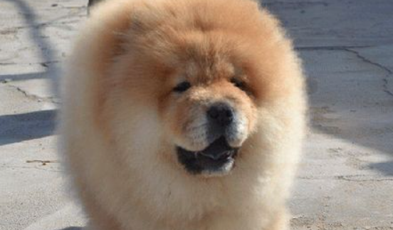 松狮犬喂养,最关键的是一周要断粮一天! 松狮犬喂养,最关键的是一周要断粮一天!