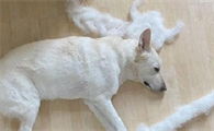 为什么狗狗身上脱毛