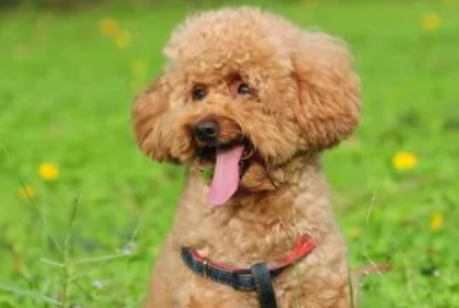 如何给贵宾犬做运动修剪？