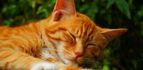 橘猫性格太凶了怎么办? 橘猫性格太凶了怎么办?