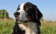 科普：伯恩山犬的性格特征和基础美容？
