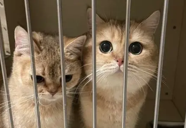 小猫来了猫舍加盟