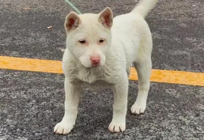 下司配猎梗打猎怎么样 下司配猎梗打猎怎么样