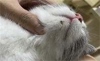 小猫皮肤结痂后有黄色的颗粒是怎么回事儿