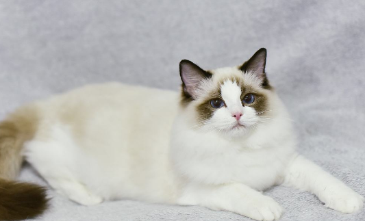 布偶猫多大算成年？布偶猫成年居然这么慢！