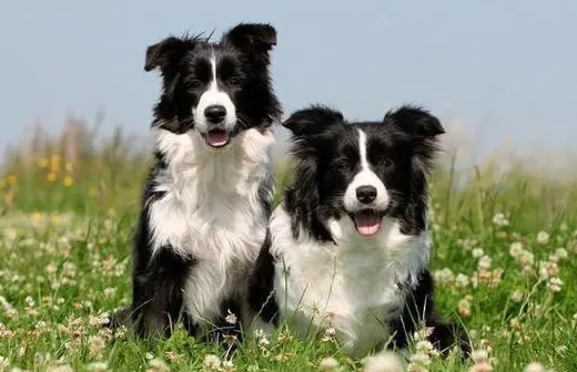 牧羊犬一般活多久寿命