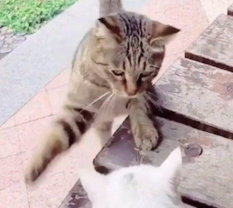 主人带家猫出去相亲，却被别的猫当场打脸，真尴尬啊！