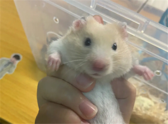 仓鼠要用浴沙吗