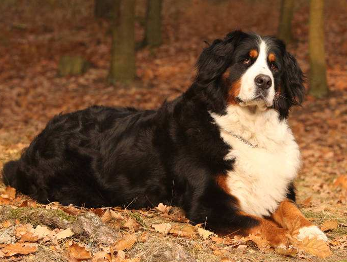 伯恩山犬到底多可怕