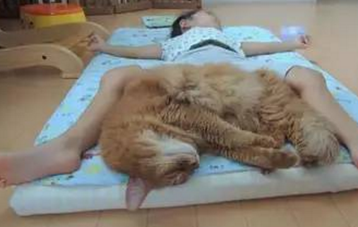 白天被猫咪嫌弃的小主人，到晚上又成了宝贝，画风让人忍不住笑了 