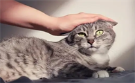 为什么喜欢猫咪的人比较多呢