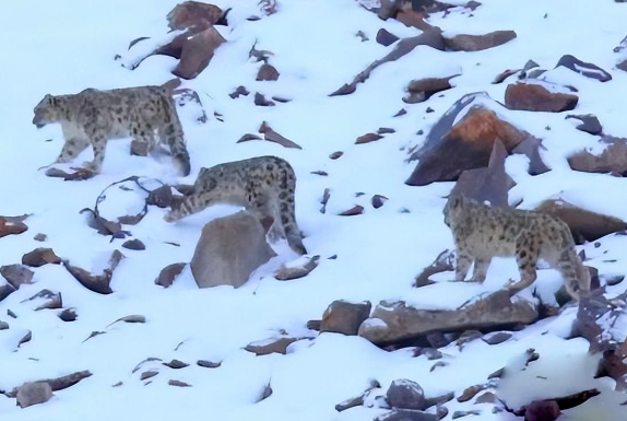 新疆发现4只雪豹,疑似母豹在教小豹狩猎,漫山遍野寻找猎物气味 新疆发现4只雪豹,疑似母豹在教小豹狩猎,漫山遍野寻找猎物气味