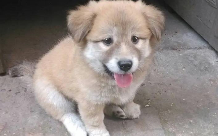 土狗能不能当宠物养