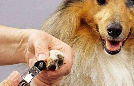 狗剪指甲剪出血了怎么办? 狗剪指甲剪出血了怎么办?