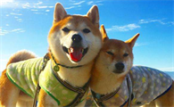 柴犬不立耳，柴犬不立耳的两大原因你知道吗？