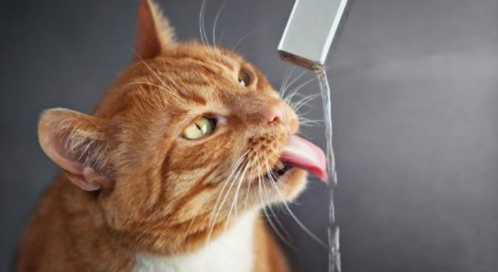 猫喝水少怎么办？猫咪喝水少咋办？