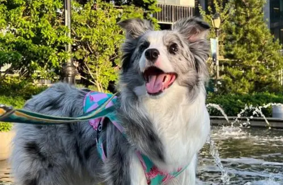 陨石边牧毛色还会变么