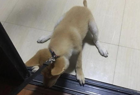 养了狗狗,却不想出去玩,铲屎官该如何是好? 养了狗狗,却不想出去玩,铲屎官该如何是好?