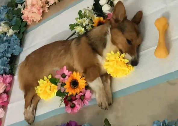 派氦闻殡葬服务多少钱 派氦闻殡葬服务多少钱