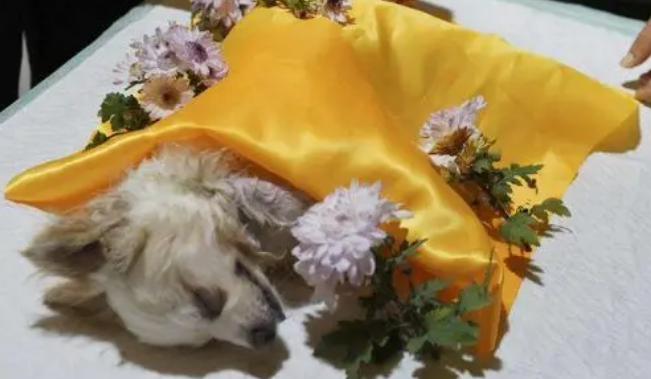 派氦闻宠物殡葬靠谱吗