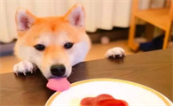 柴犬能吃骨头吗？最好不要给柴犬吃骨头