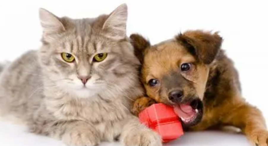 猫和狗要多久才可以和谐相处？