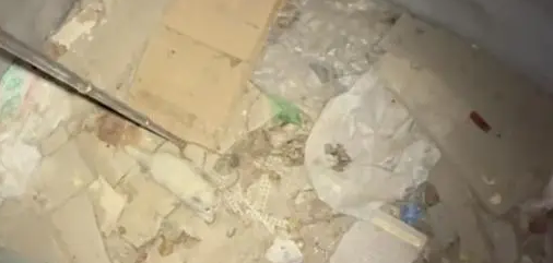 刚刚获救不久，猫咪就凭借颜值成功被领养