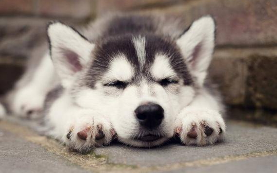 是什么原因导致狗狗胰腺外分泌不足？