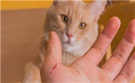 猫咪打针为什么被咬伤了