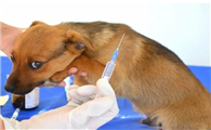 犬细小的潜伏期是多久?